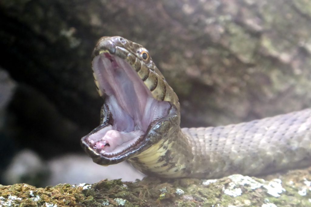 Quelle: Tiergarten Straubing - Würfelnatter